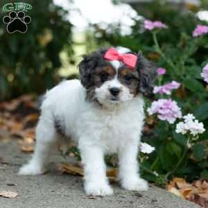 Sunshine, Cavapoo Puppy